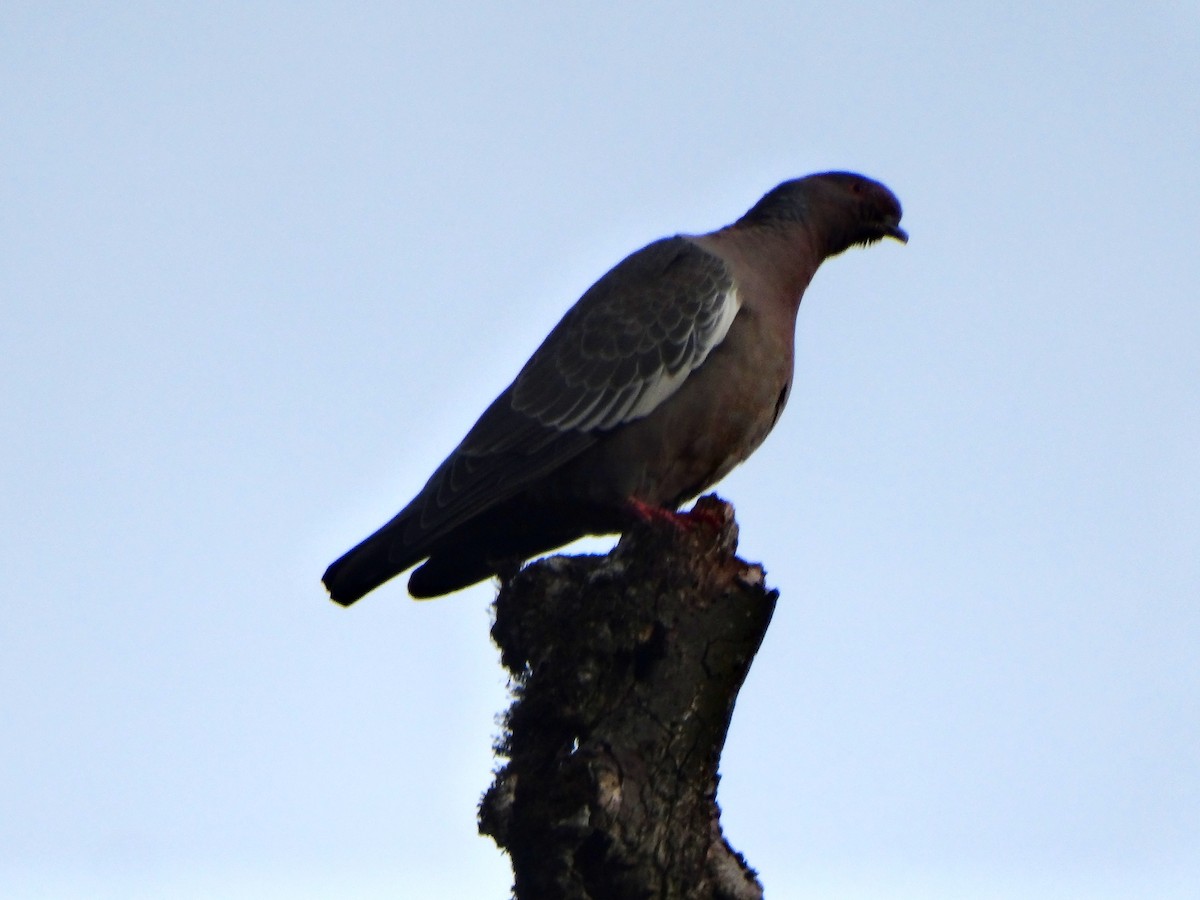 Pigeon picazuro - ML532800451