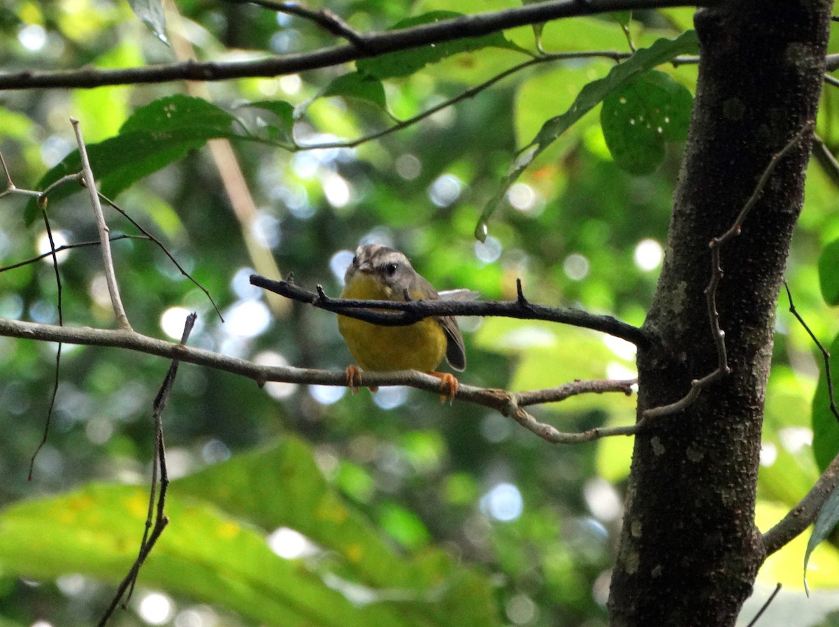 Golden-crowned Warbler - Silvio Montani