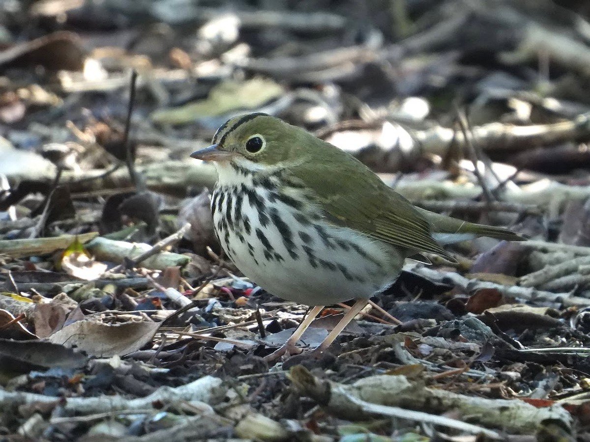 Ovenbird - Long-eared Owl