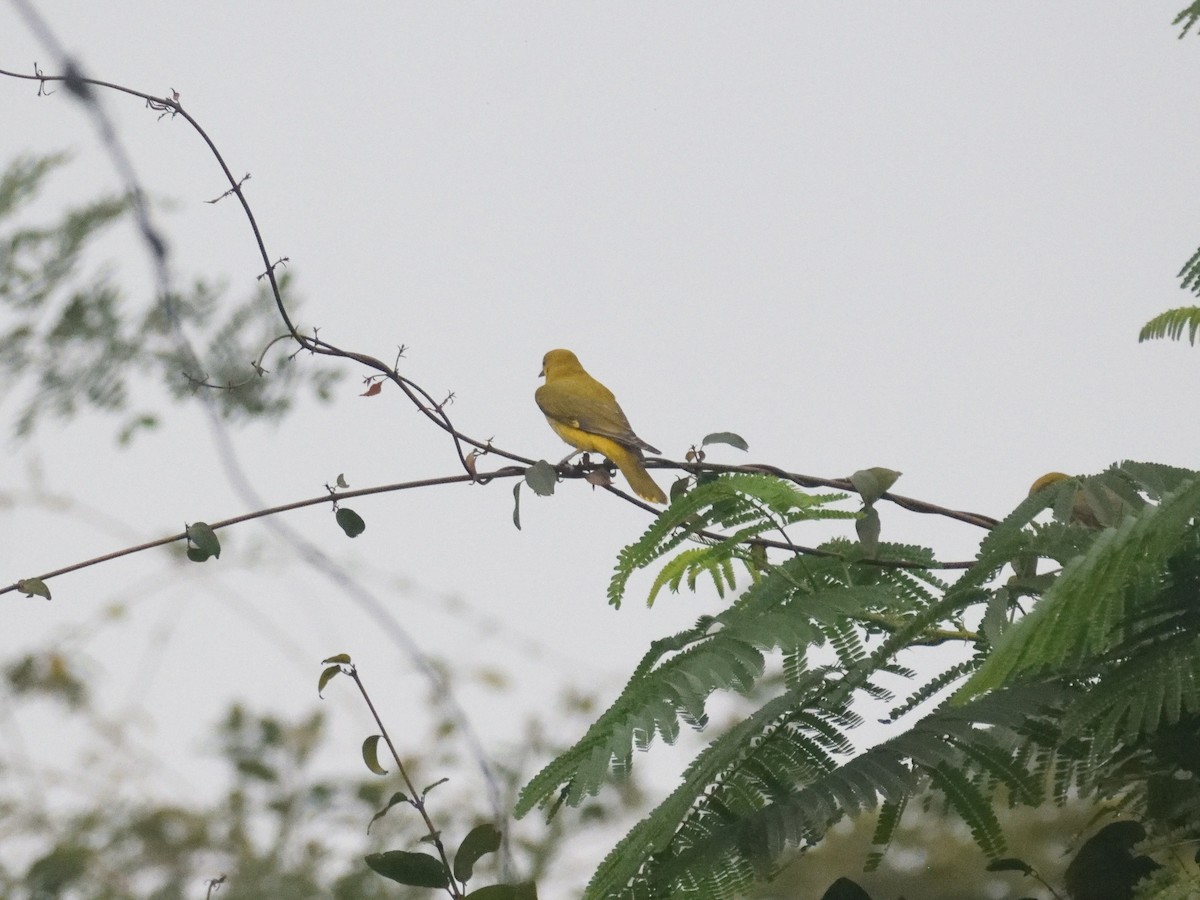 Indian Golden Oriole - ML532804661