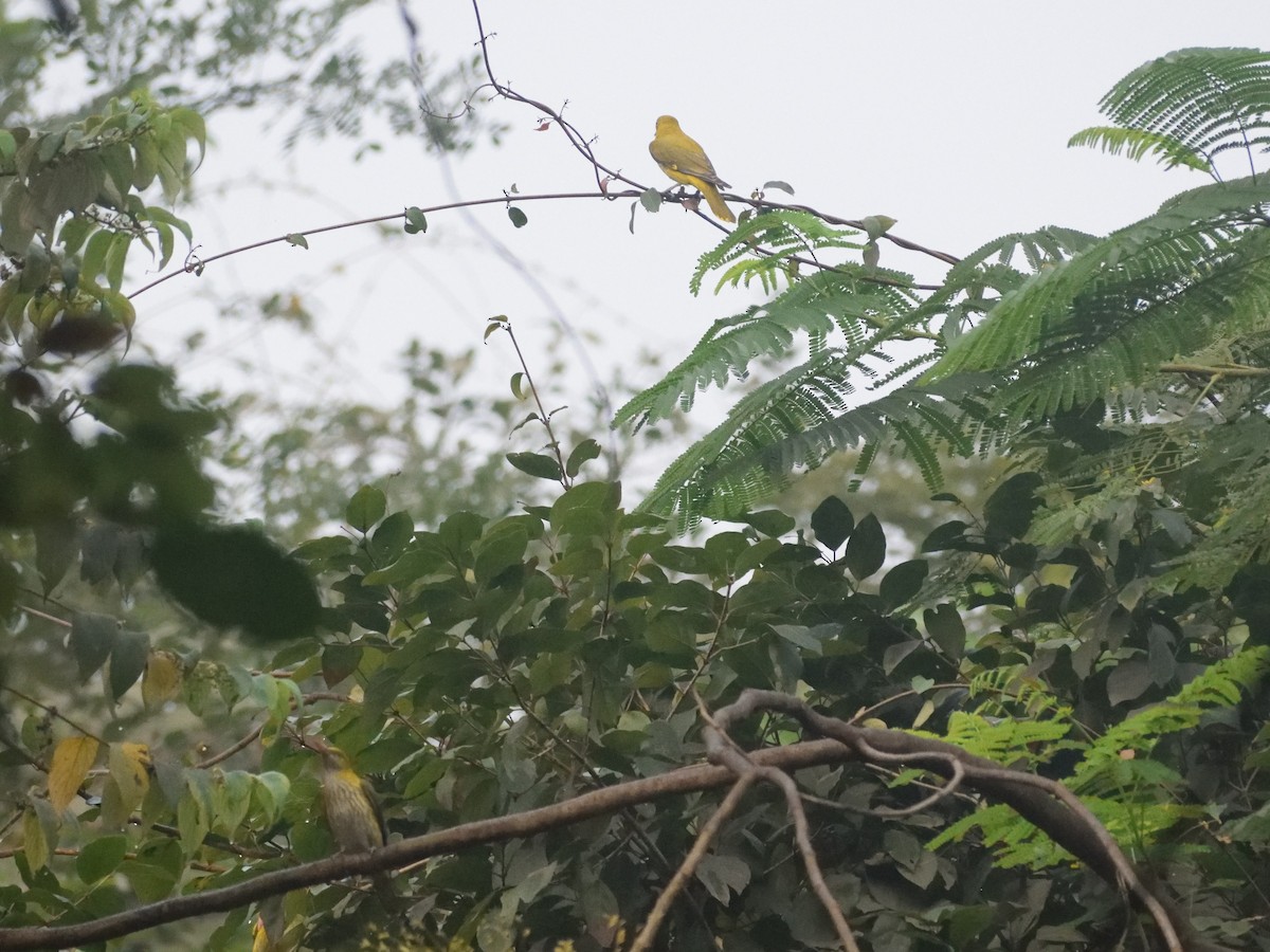 Indian Golden Oriole - ML532804671