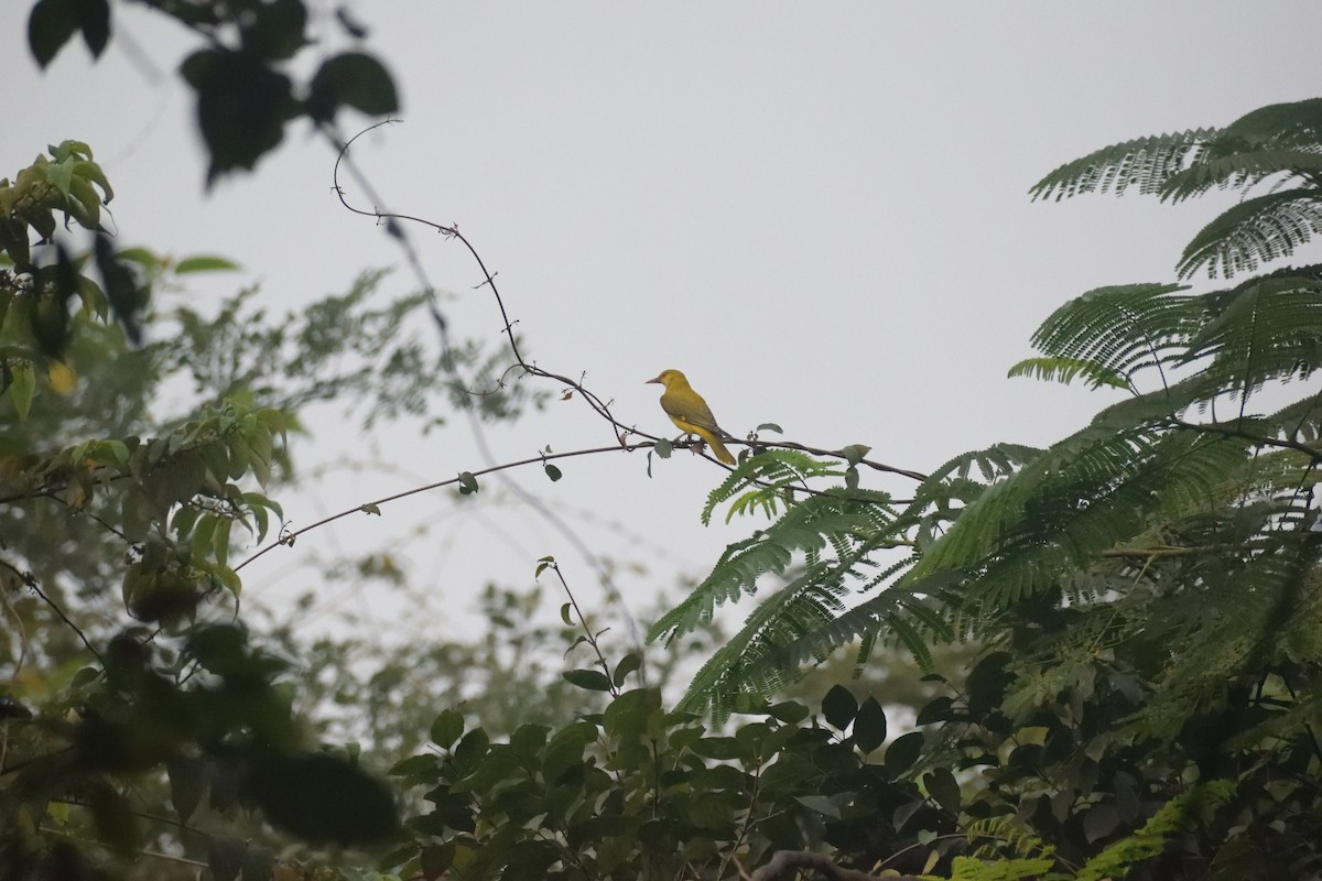 Indian Golden Oriole - Usha Viswanathan