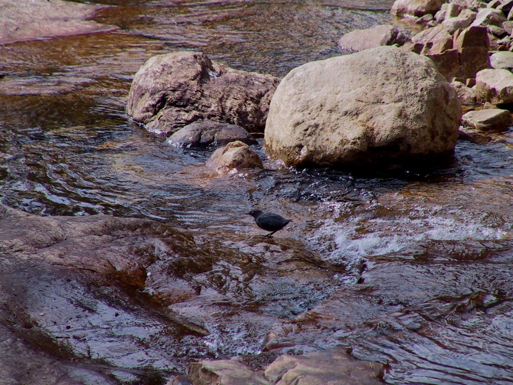 American Dipper - ML532805231