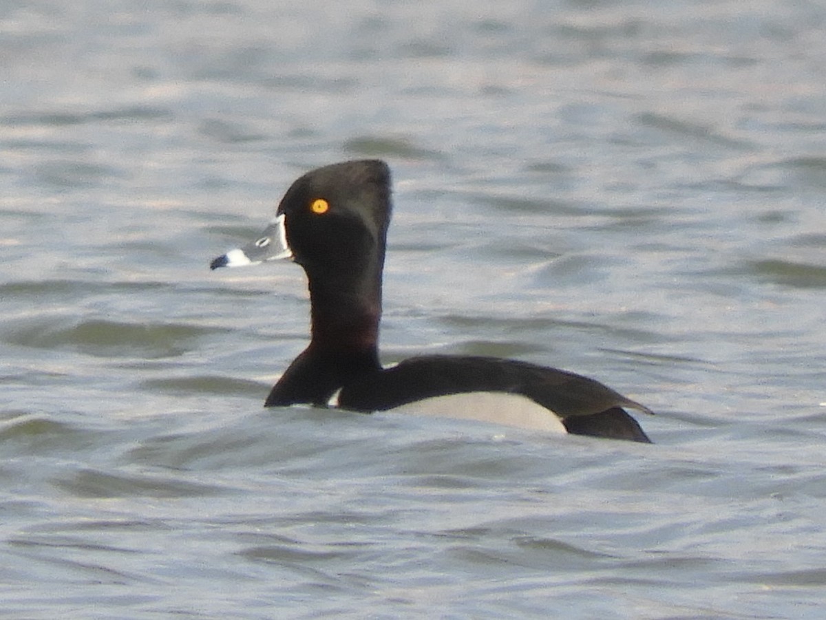 Ring-necked Duck - ML532806541