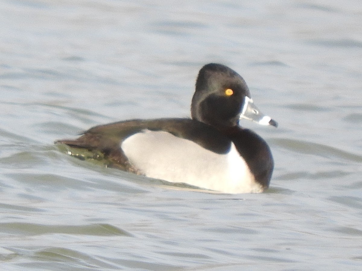 Ring-necked Duck - ML532806561