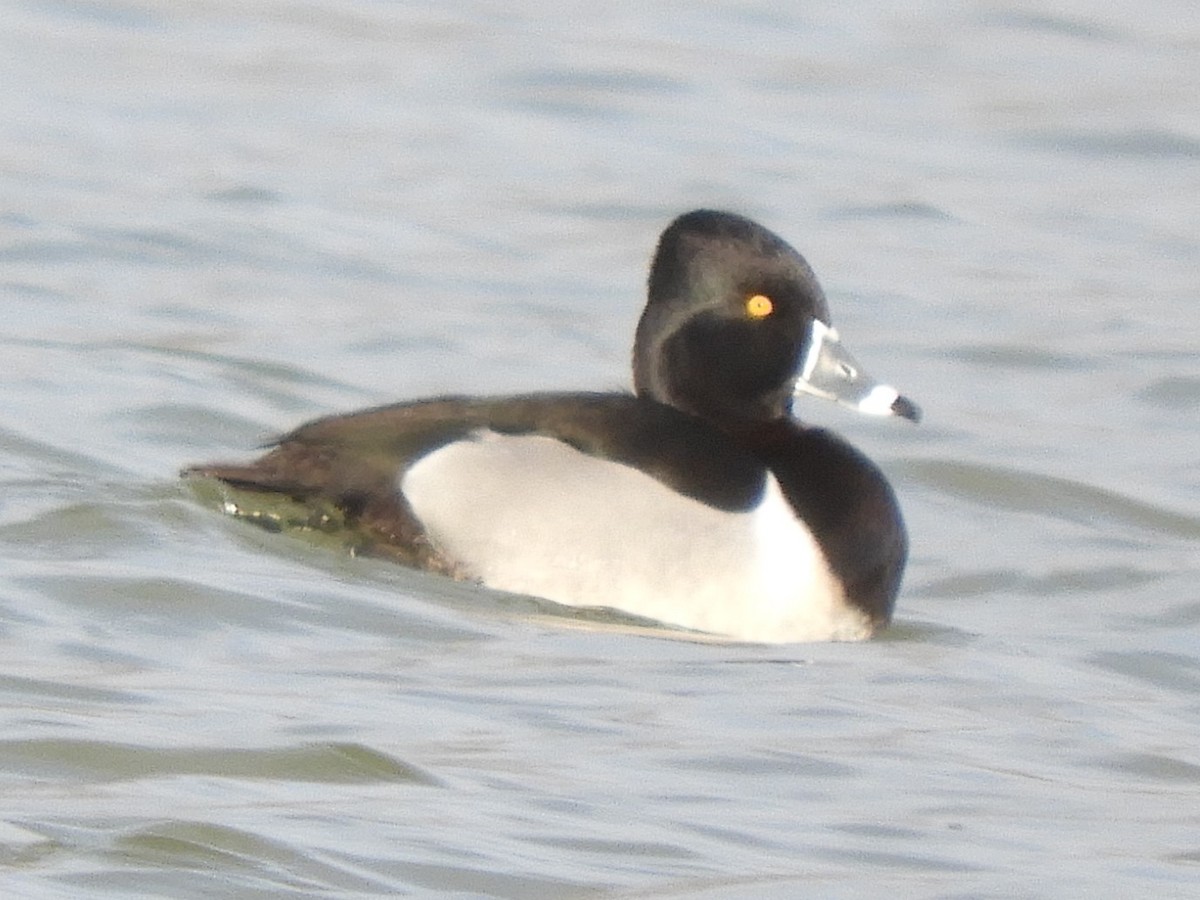 Ring-necked Duck - Ben Springer