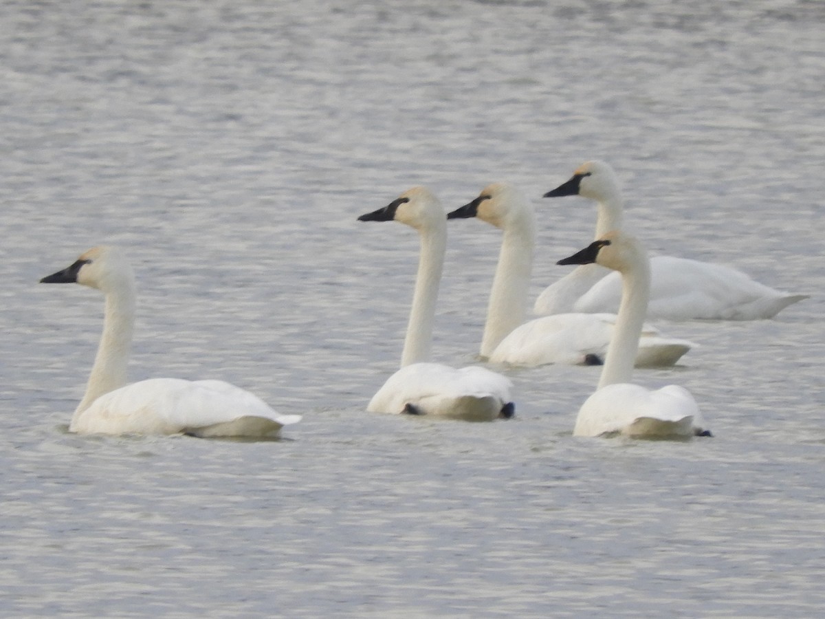 Tundra Swan - ML532806911