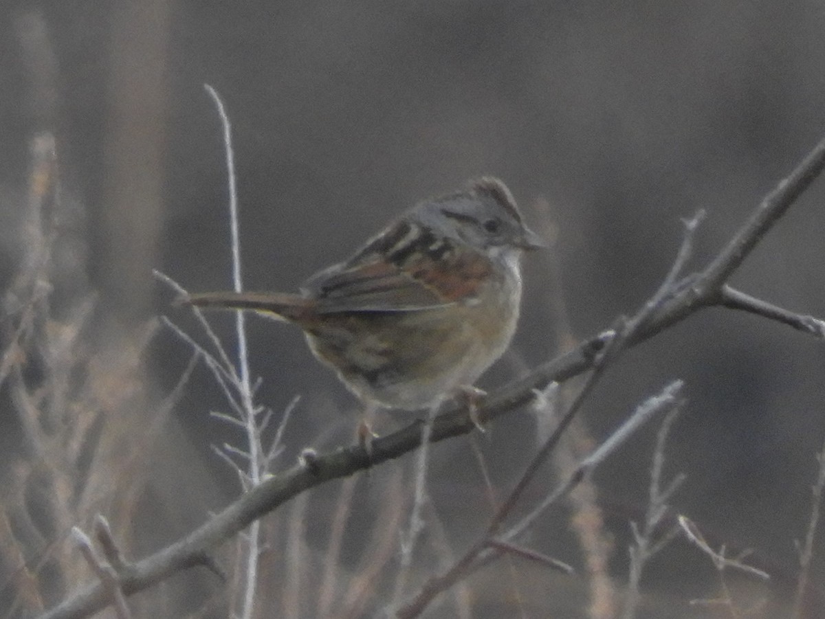 Swamp Sparrow - ML532807421