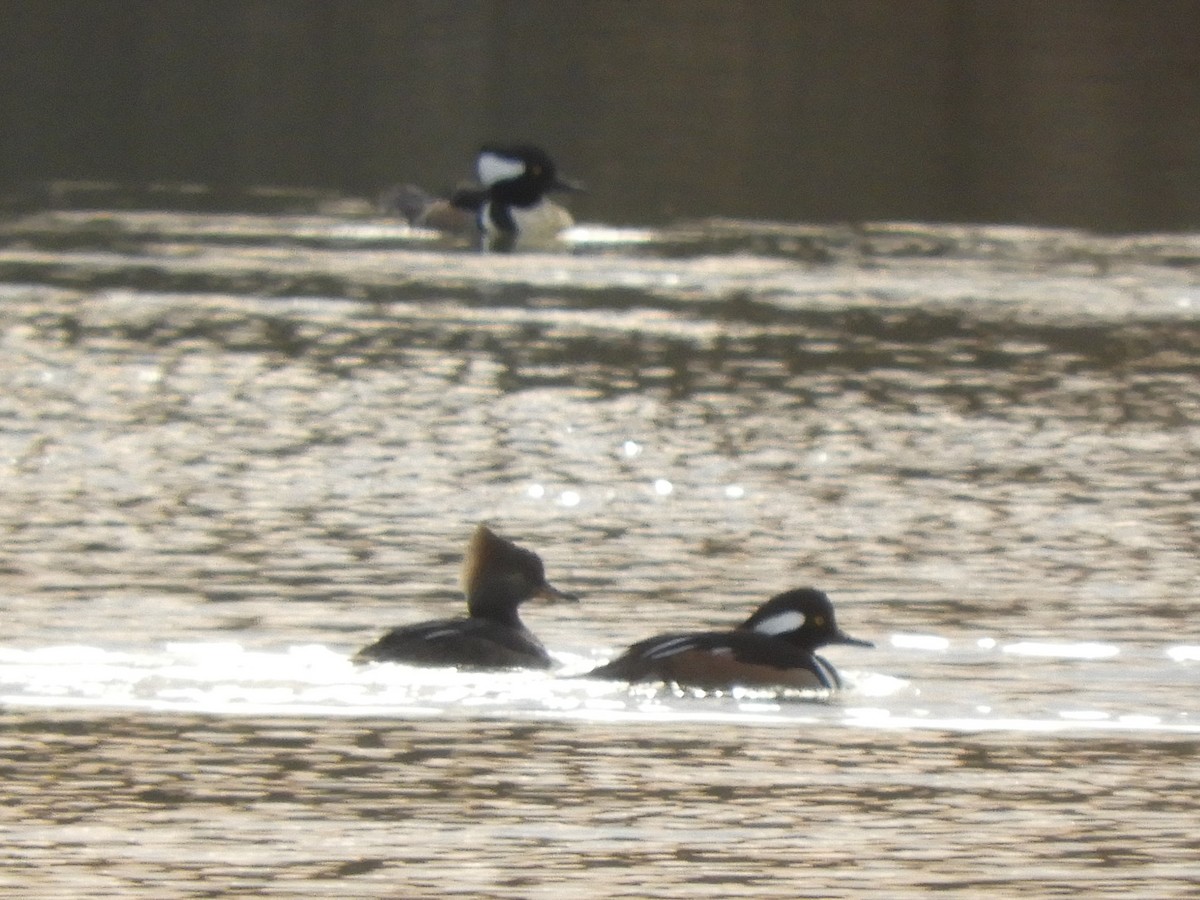 Hooded Merganser - Ben Springer