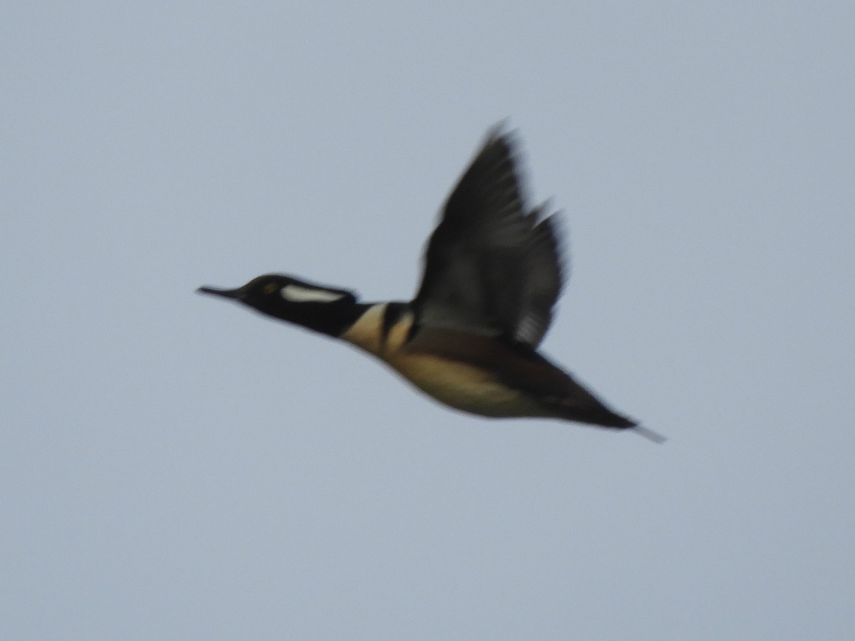 Hooded Merganser - ML532807721