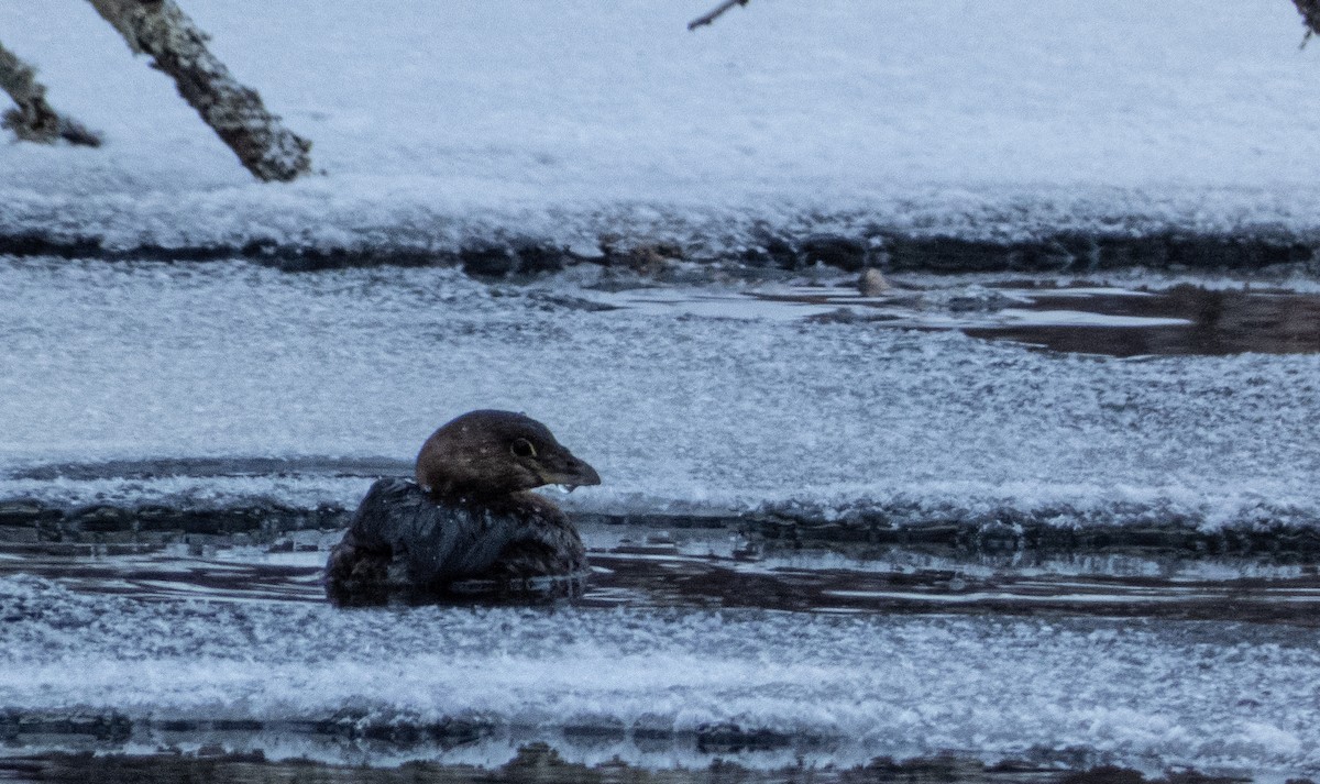 Pied-billed Grebe - ML532808031