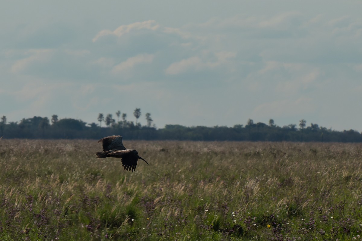 Plumbeous Ibis - Silvio Montani