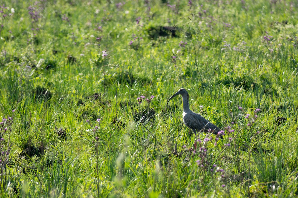 ibis běločelý - ML532808581