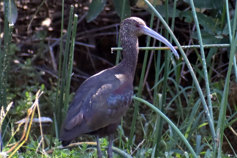 ibis americký - ML532808641