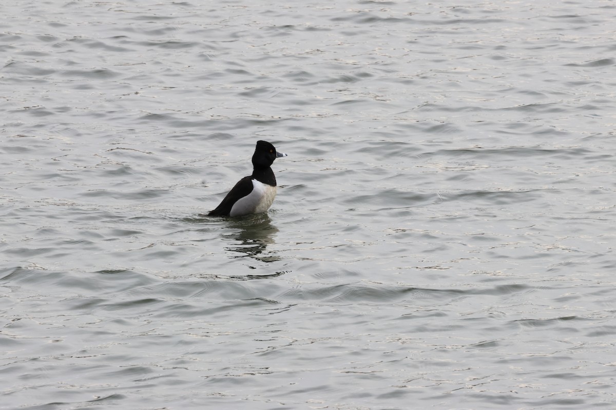 Ring-necked Duck - ML532809131