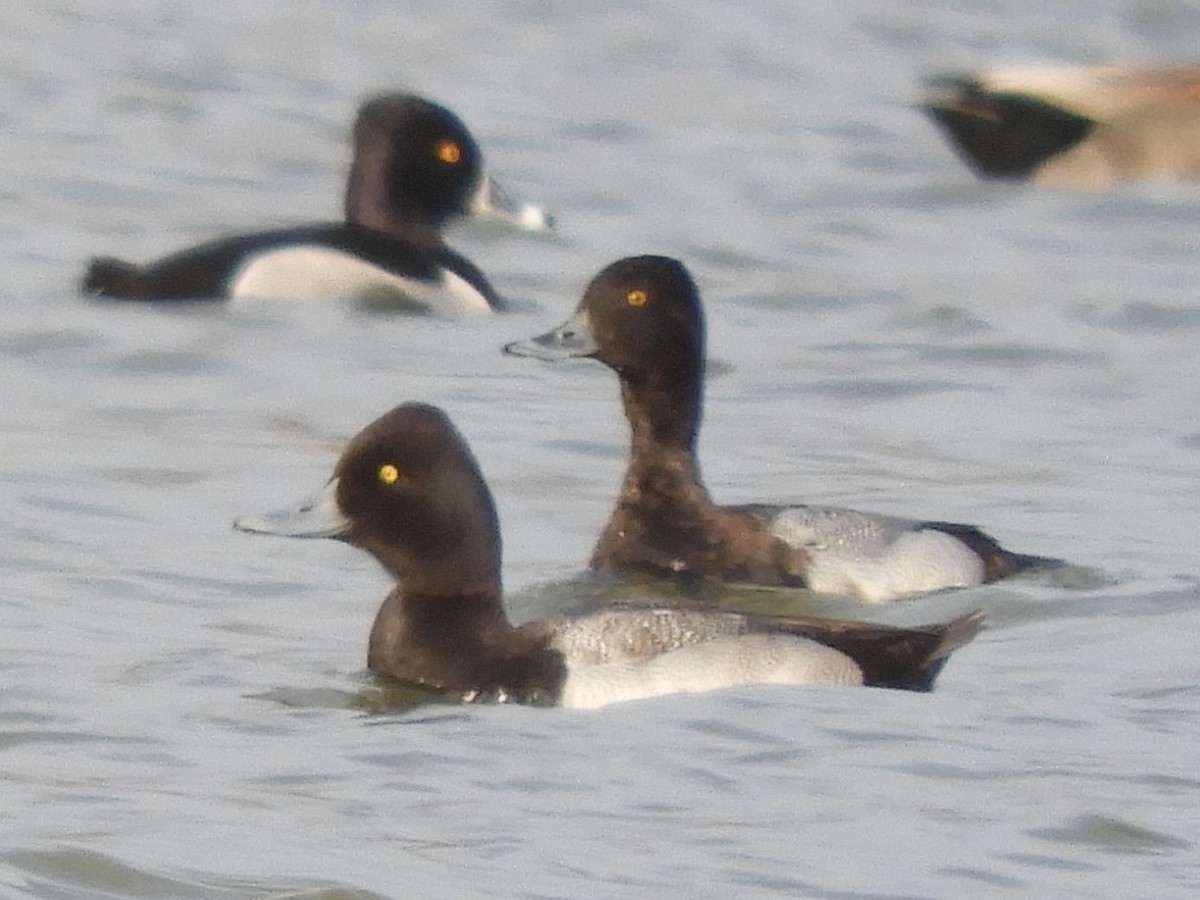 Lesser Scaup - ML532810071