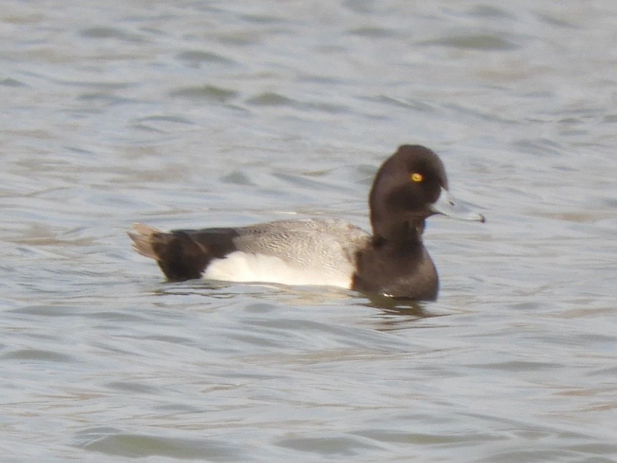 Lesser Scaup - ML532810081