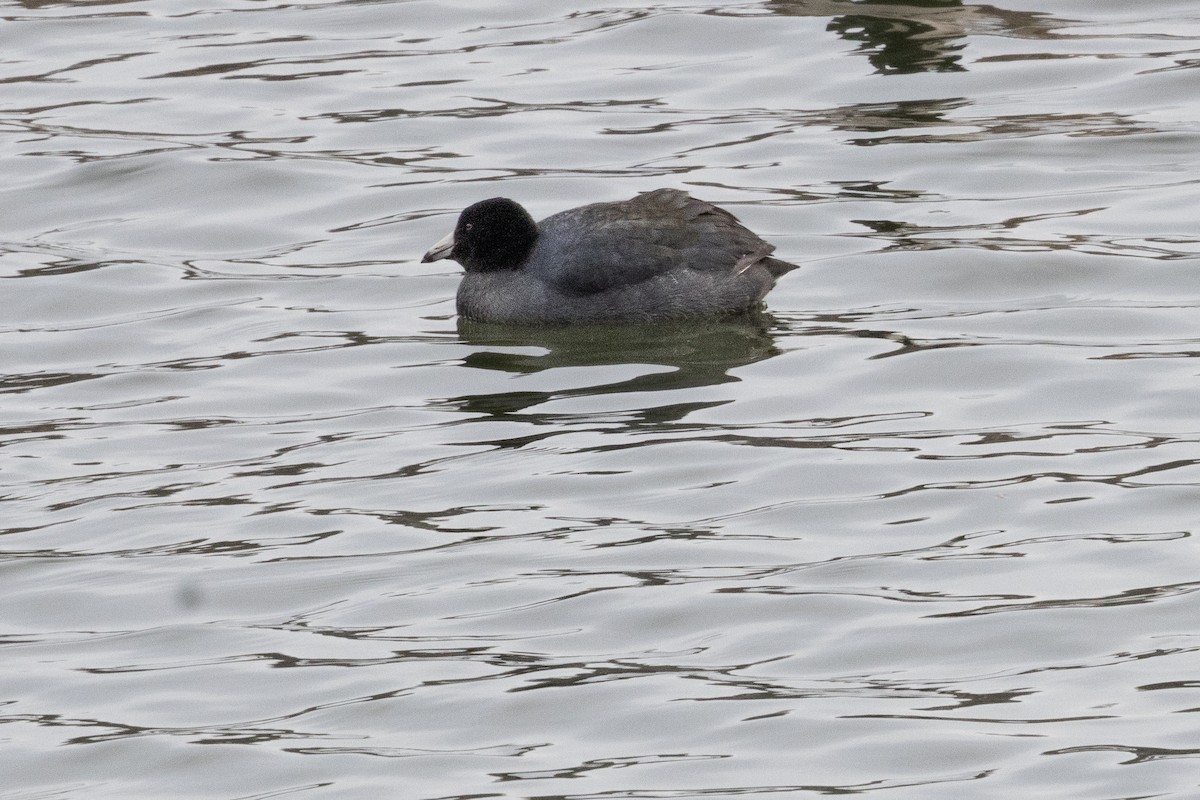 American Coot - ML532810501