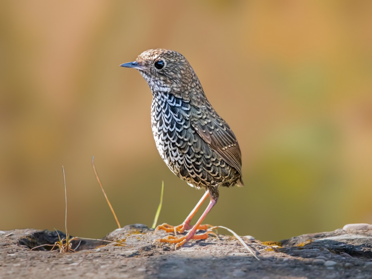 Scaly-breasted Cupwing (Himalayan) - ML532811581