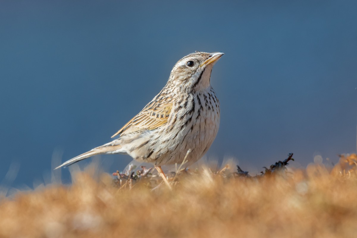 Upland Pipit - ML532812131