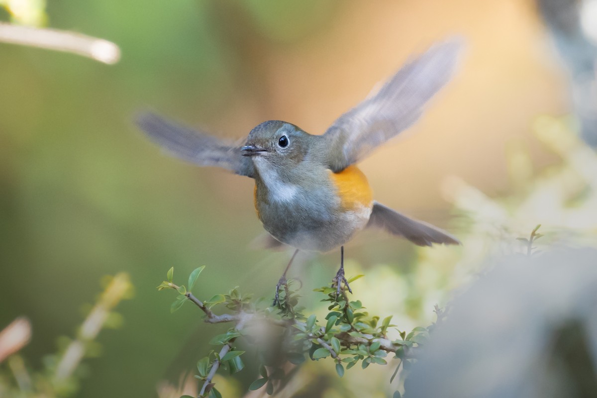 Himalayan Bluetail - ML532812851