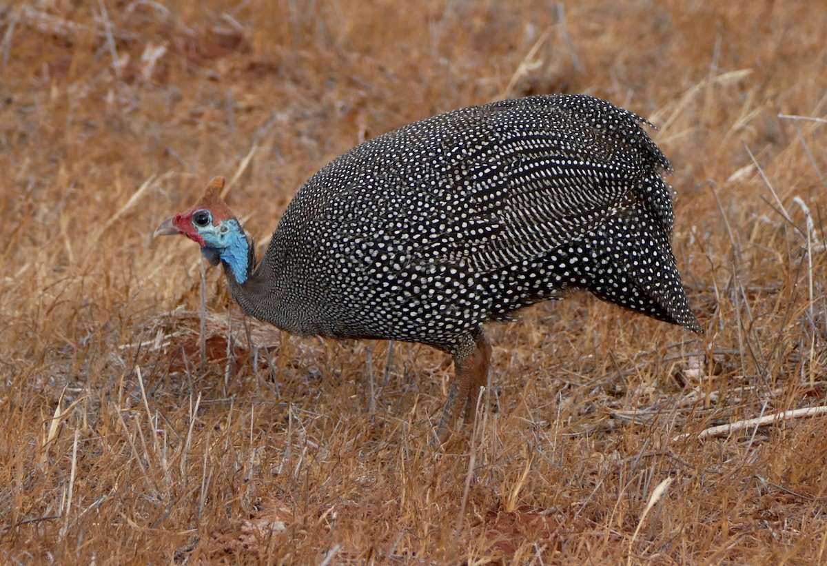 Helmeted Guineafowl - ML532814411
