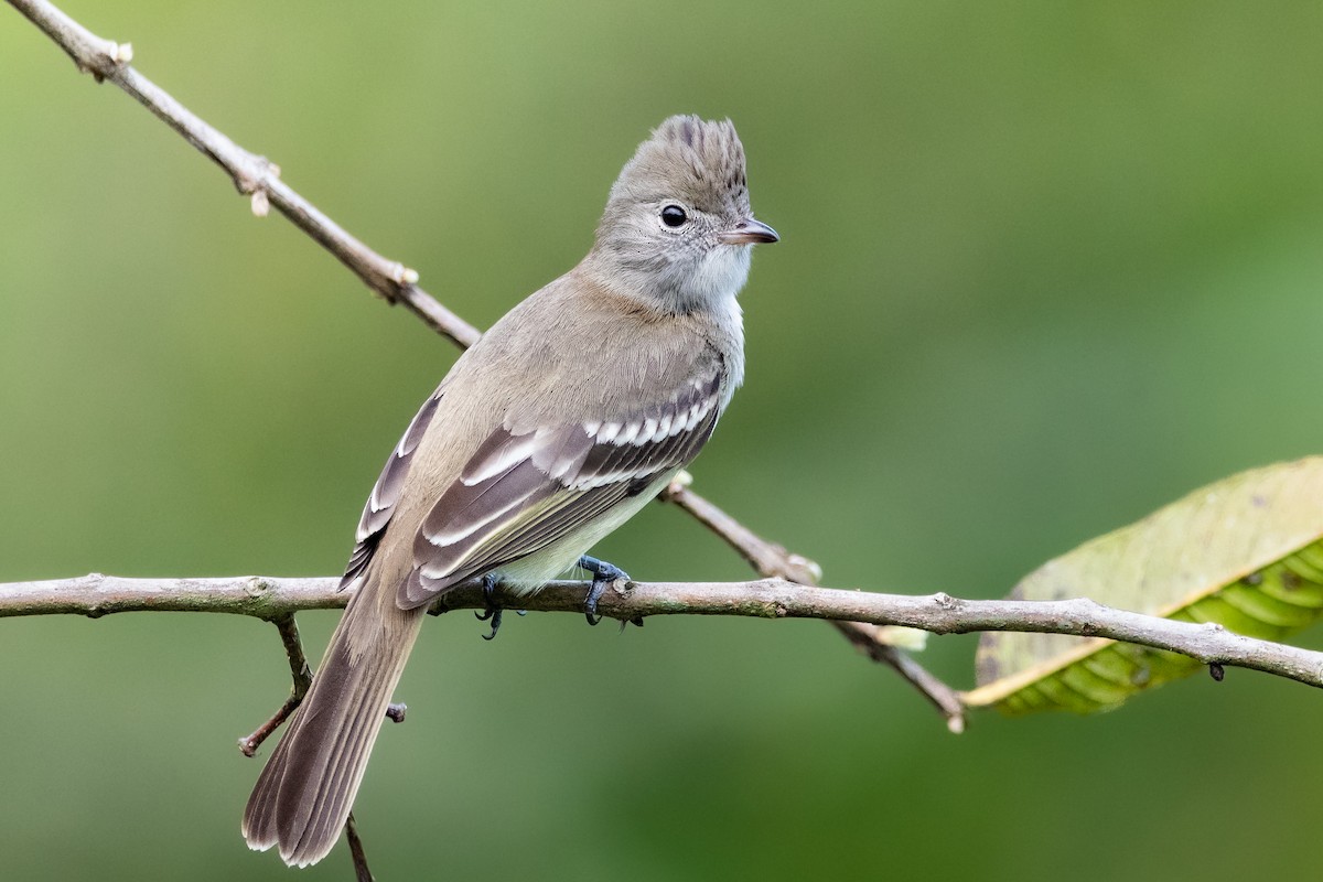 Yellow-bellied Elaenia - ML532815201