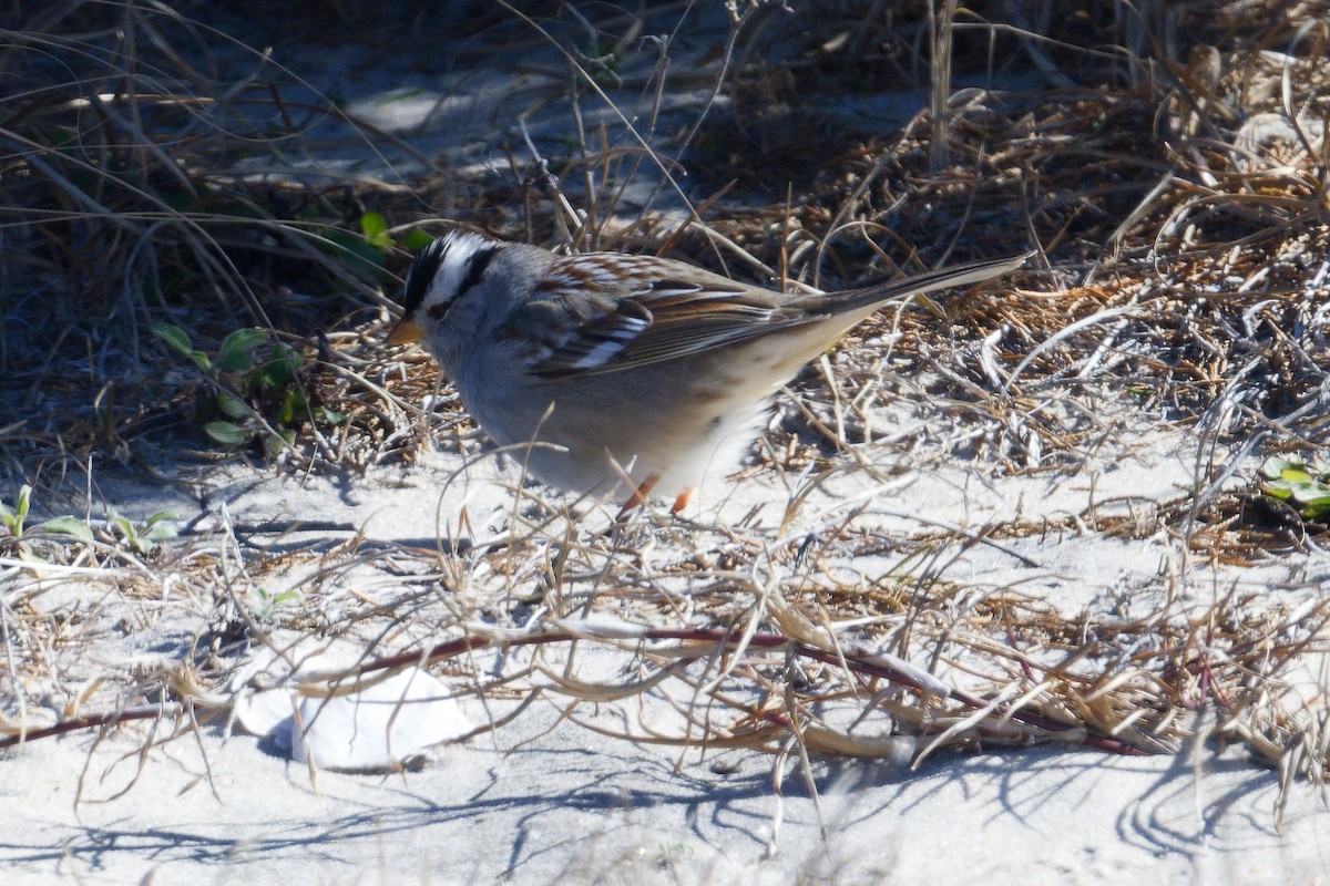 White-crowned Sparrow (Gambel's) - ML532815651