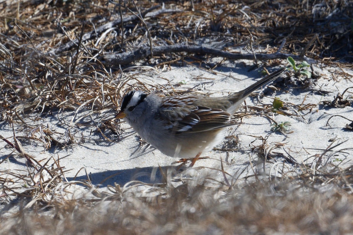 White-crowned Sparrow (Gambel's) - ML532815661