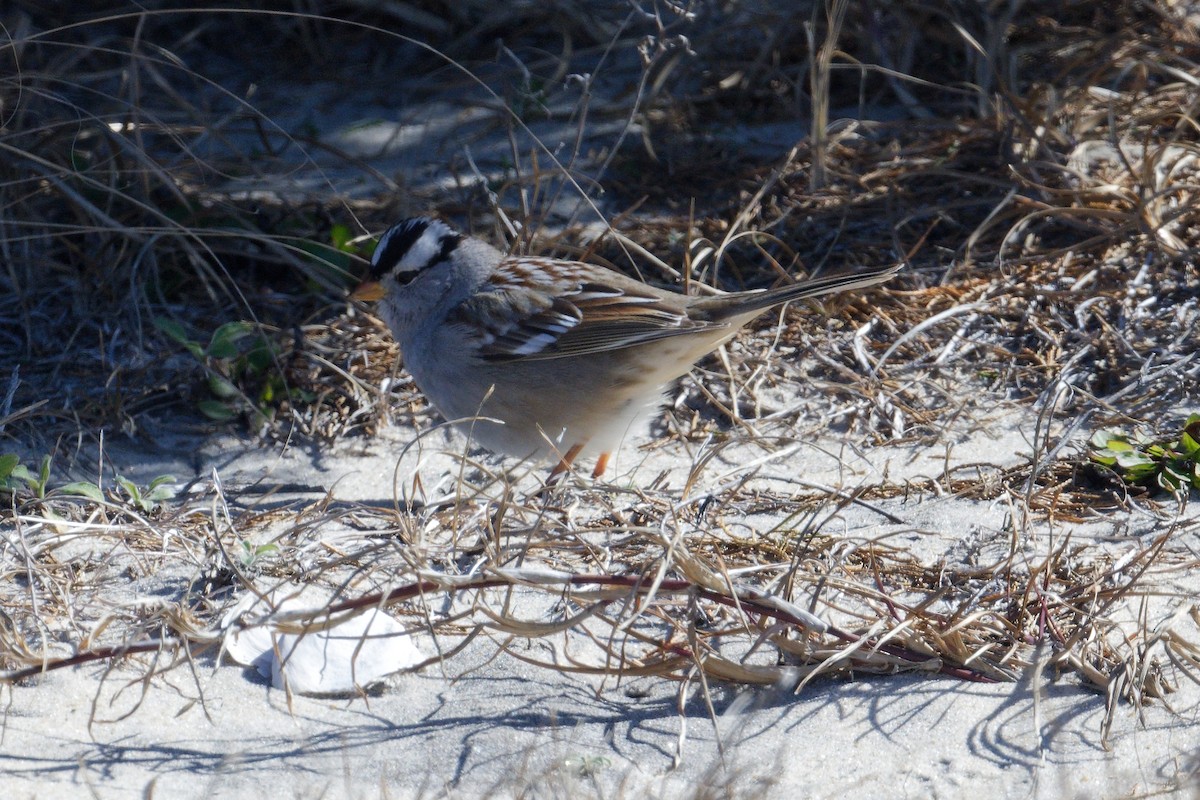 White-crowned Sparrow (Gambel's) - ML532815671