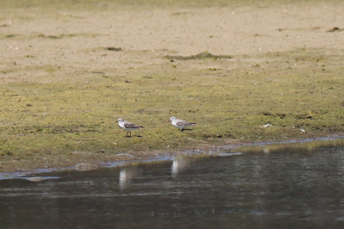 Red-necked Stint - ML532816211