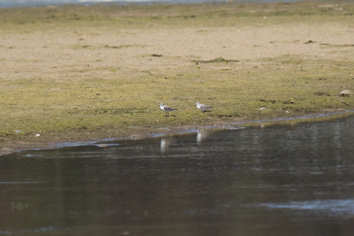 Red-necked Stint - Peter Crofts