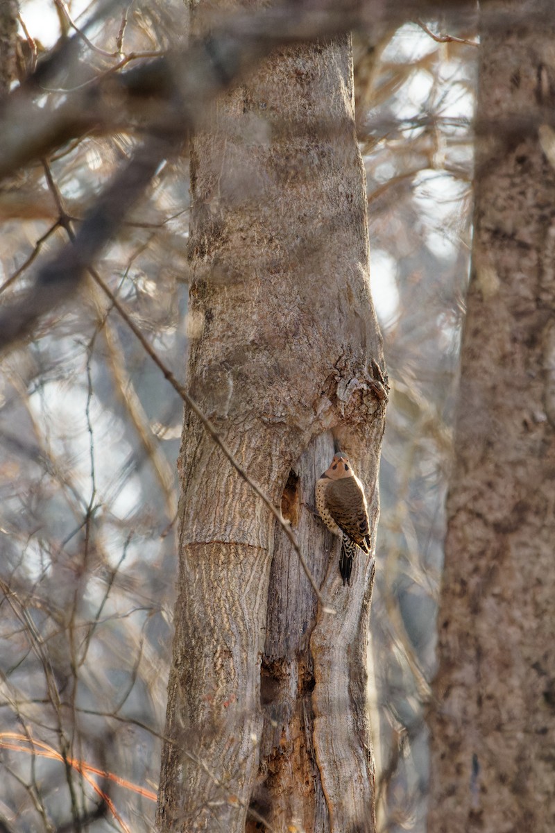 Northern Flicker - ML532817071