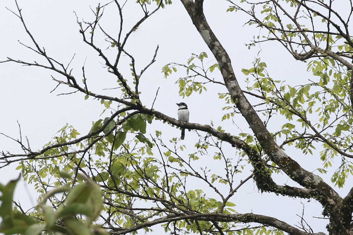 Pied Puffbird - ML532818421