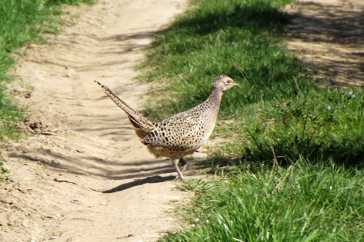 Ring-necked Pheasant - ML53281961