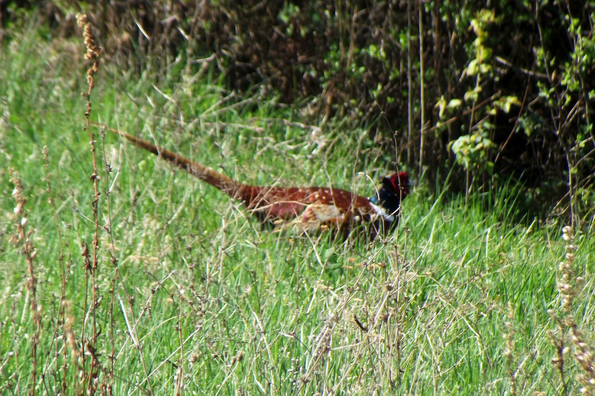 Ring-necked Pheasant - ML53281971