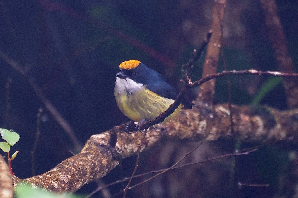 Yellow-crowned Flowerpecker - ML532819711