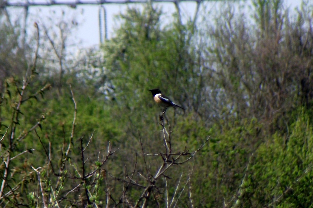 European Stonechat - ML53281981