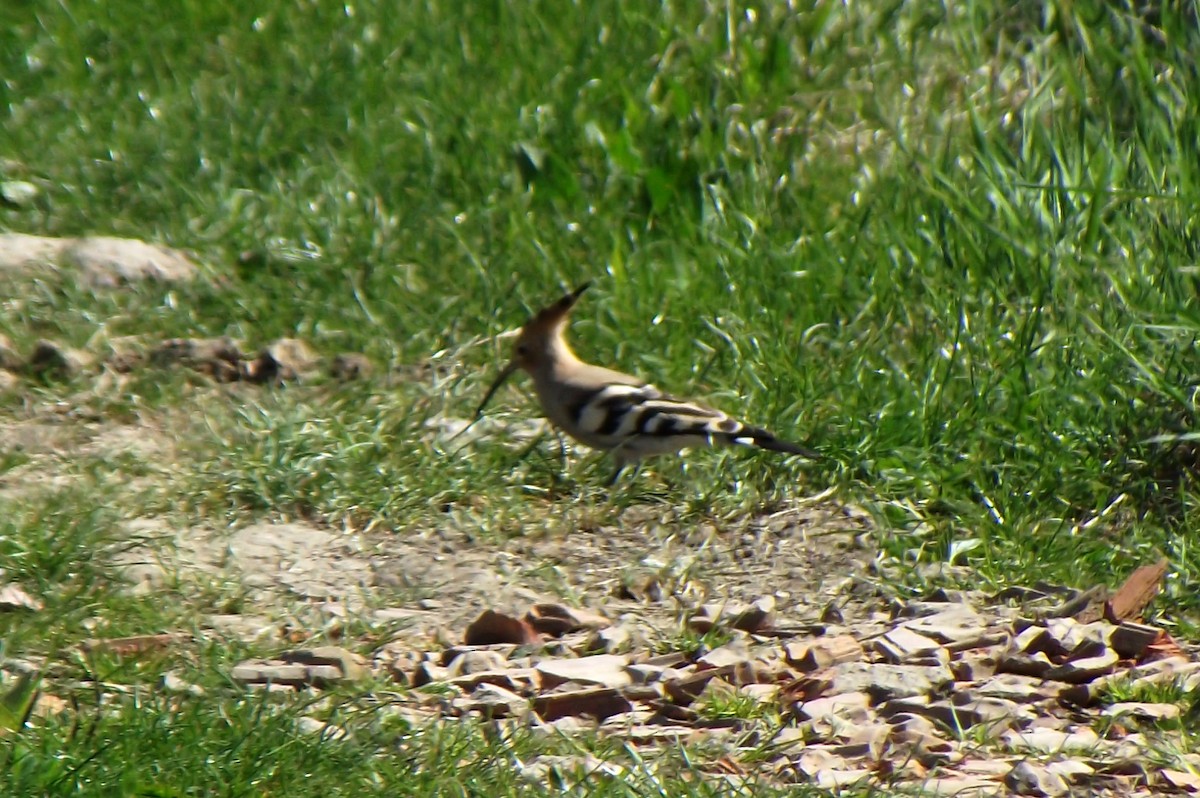 Eurasian Hoopoe - ML53282001