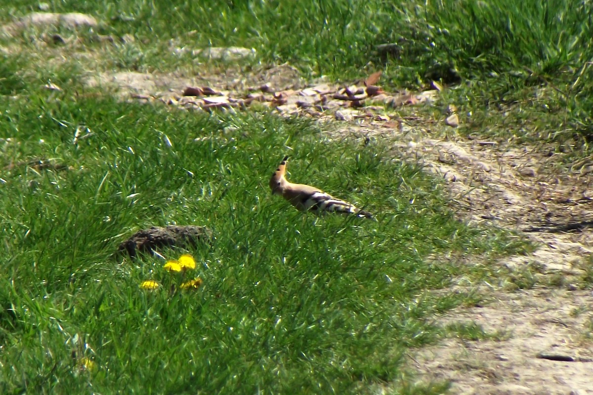 Eurasian Hoopoe - ML53282011