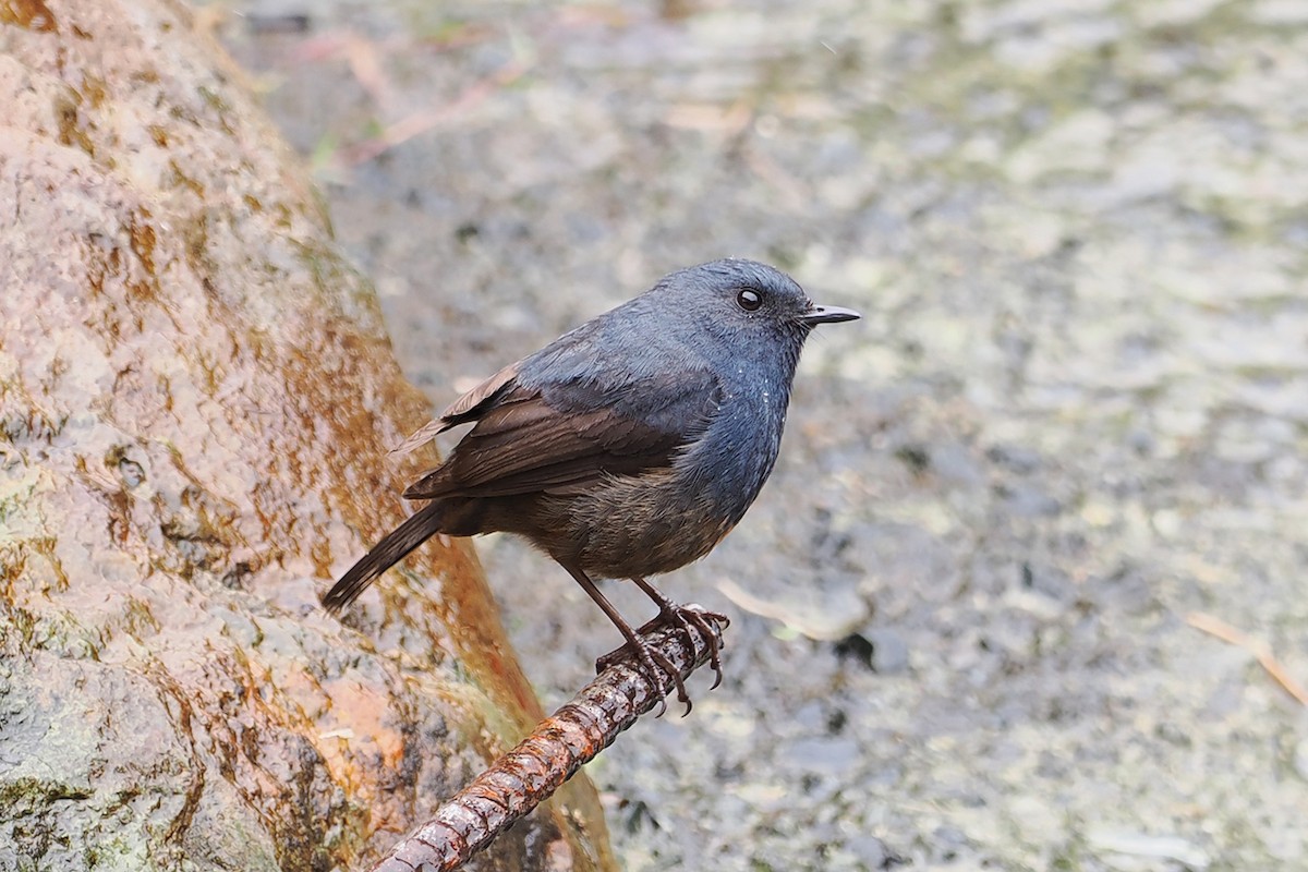 Luzon Redstart - ML532820131