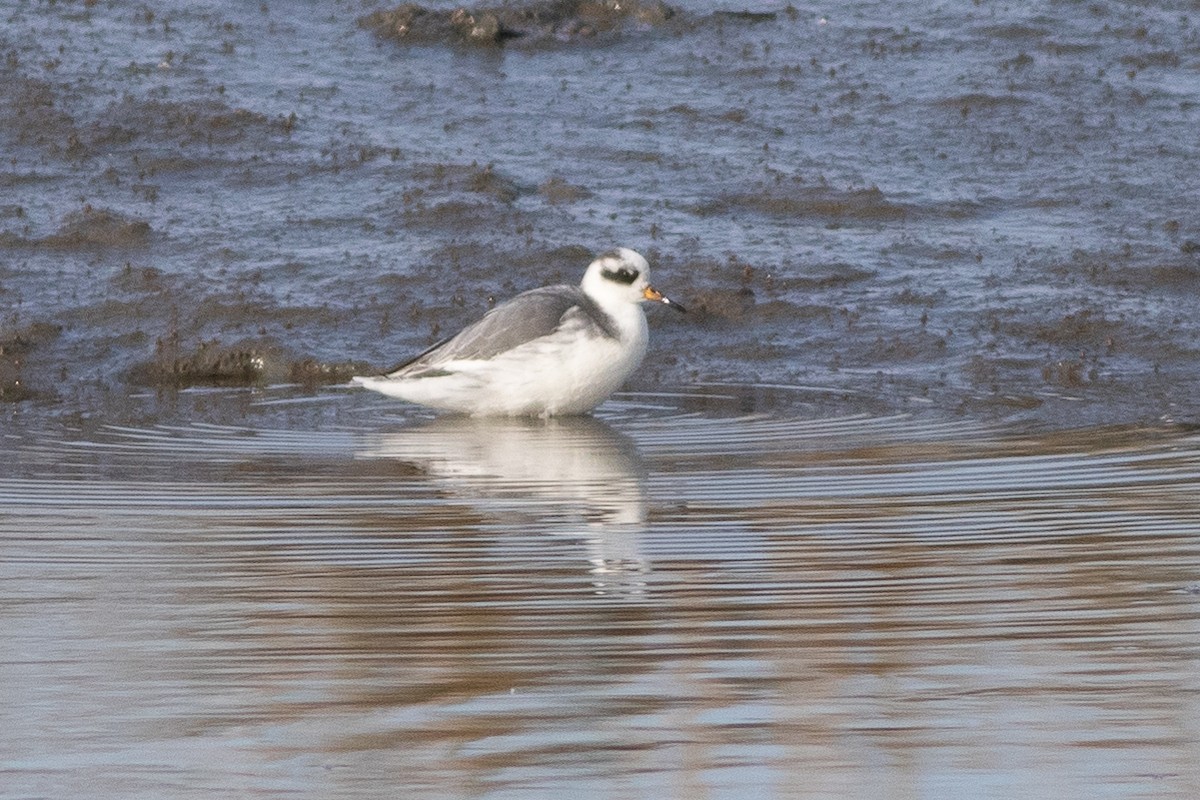 Red Phalarope - Rob Fowler