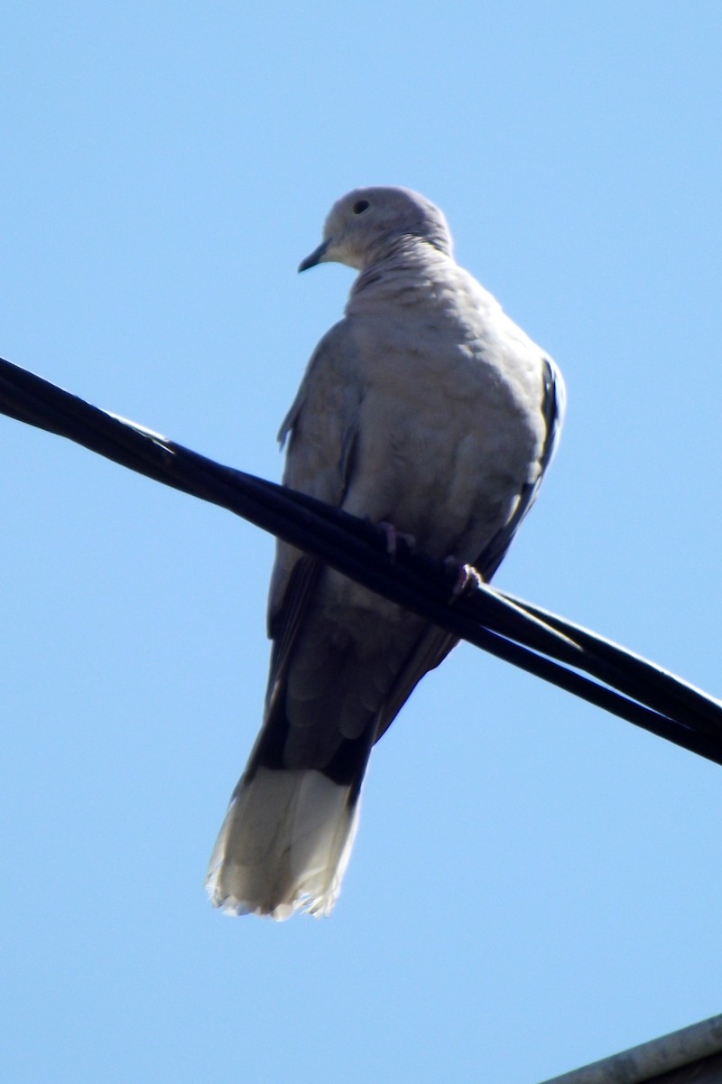 Eurasian Collared-Dove - ML53282041