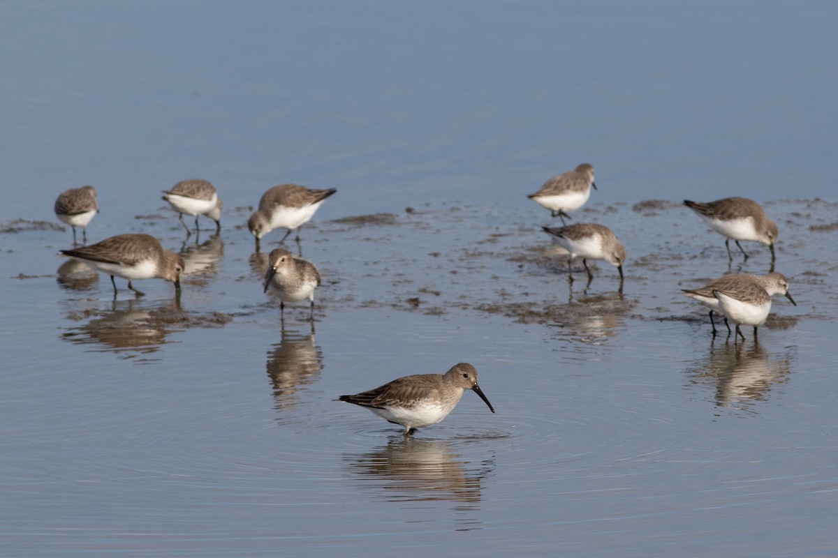 Dunlin - ML532820431