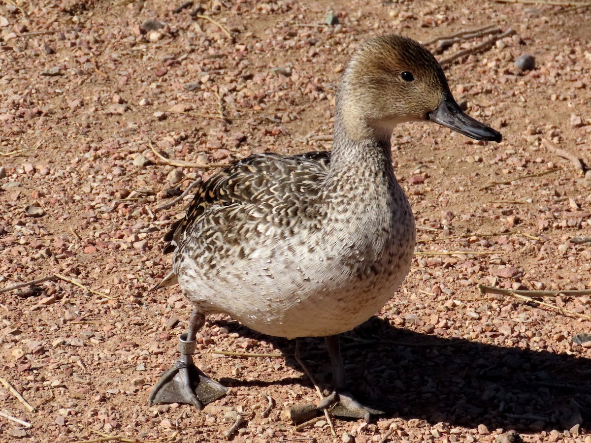 尖尾鴨 - ML532820861