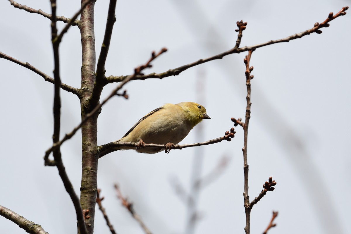 American Goldfinch - ML532821111