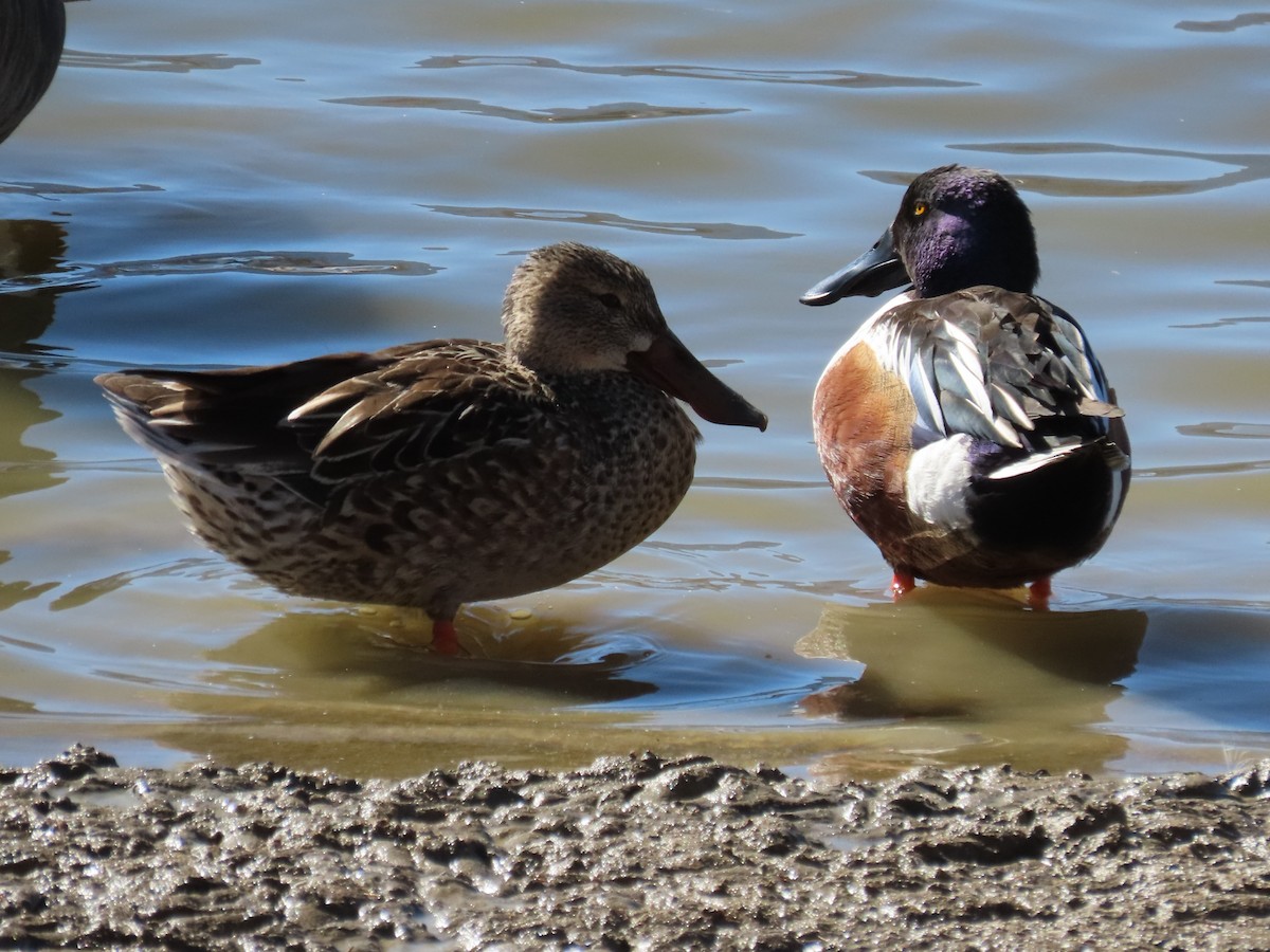 מרית צפונית - ML532821151