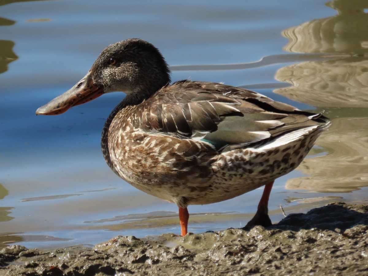 מרית צפונית - ML532821161