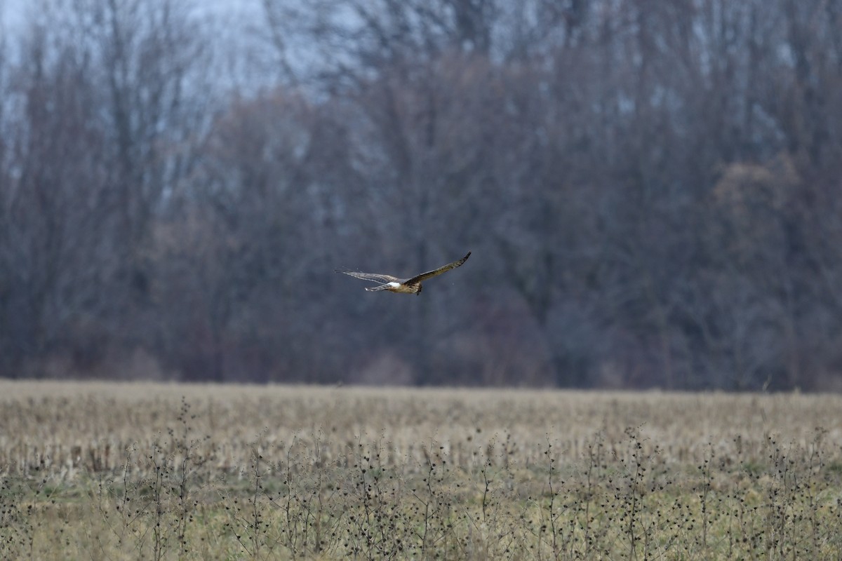 Northern Harrier - Paul Herwood