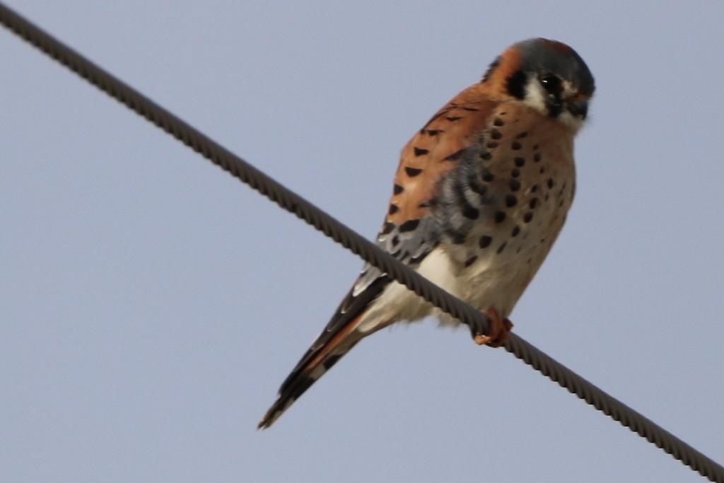 American Kestrel - ML532821511